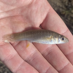 Fundulus grandis