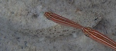 Istigobius decoratus
