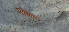 Istigobius decoratus