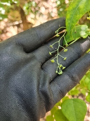 Echinostephia aculeata
