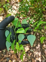 Echinostephia aculeata