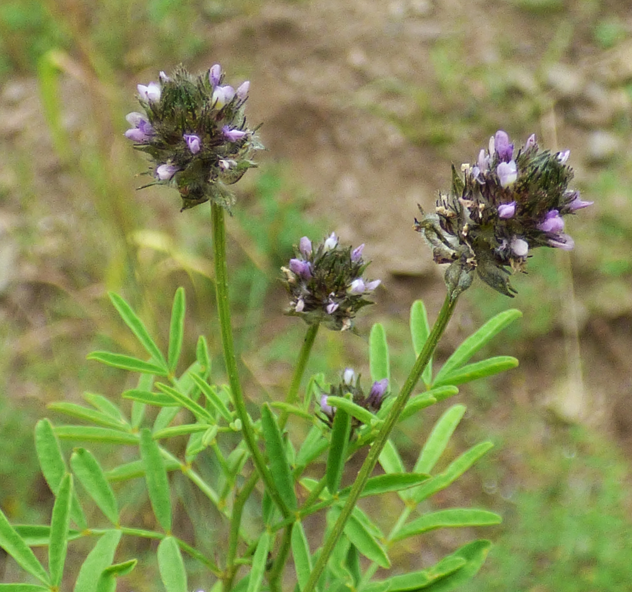 Dalea polygonoides
