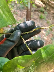 Echinostephia aculeata