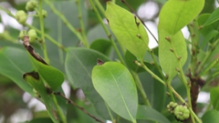 Glochidion rubrum