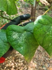 Echinostephia aculeata