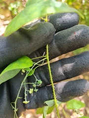 Echinostephia aculeata