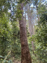 Eucalyptus microcorys
