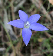 Wahlenbergia luteola