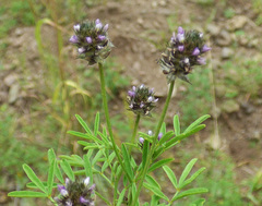 Dalea polygonoides
