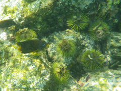 Lytechinus semituberculatus