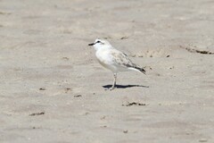 Charadrius marginatus