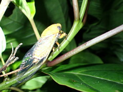 Macrotristria dorsalis