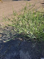 Calligonum mongolicum