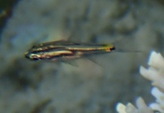 Apogoninae