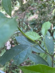Membracidae