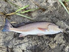 Sciaenops ocellatus