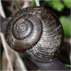 Helminthoglypta