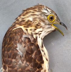 Hierococcyx sparverioides