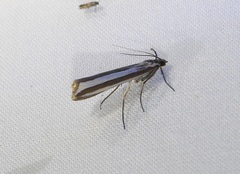 Corynophora lativittalis