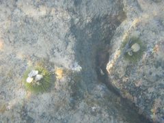 Lytechinus semituberculatus