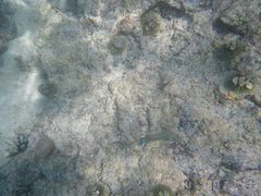 Lytechinus semituberculatus