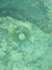 Lytechinus semituberculatus