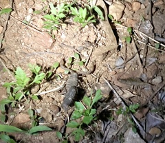 Parabuthus transvaalicus