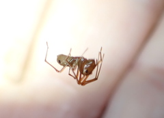 Amyciaea albomaculata