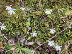 Lobelia angulata