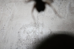 Ornithomya avicularia