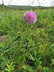 Allium senescens