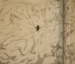 Ornithomya avicularia