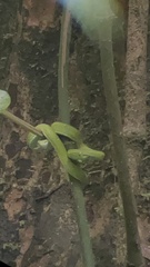 Bothriechis lateralis