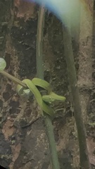 Bothriechis lateralis