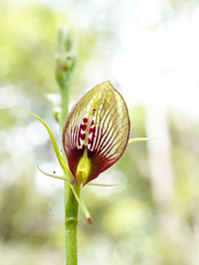 Cryptostylis erecta