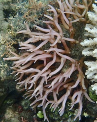 Seriatopora hystrix