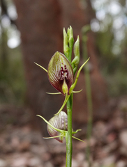 Cryptostylis erecta