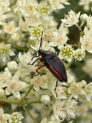 Lampromicra aerea