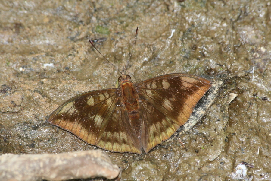Grey-tipped Baron