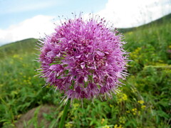 Allium senescens