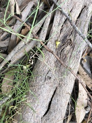 Wahlenbergia luteola