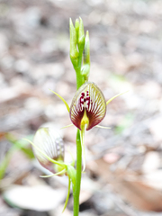 Cryptostylis erecta
