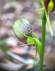 Cryptostylis erecta