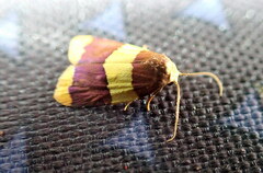 Heterallactis phlogozona