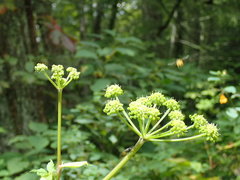 Angelica triquinata