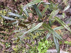 Elaeocarpus dentatus