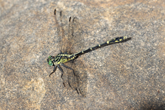 Austrogomphus ochraceus