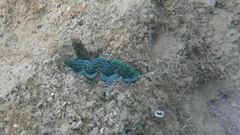 Tridacna crocea