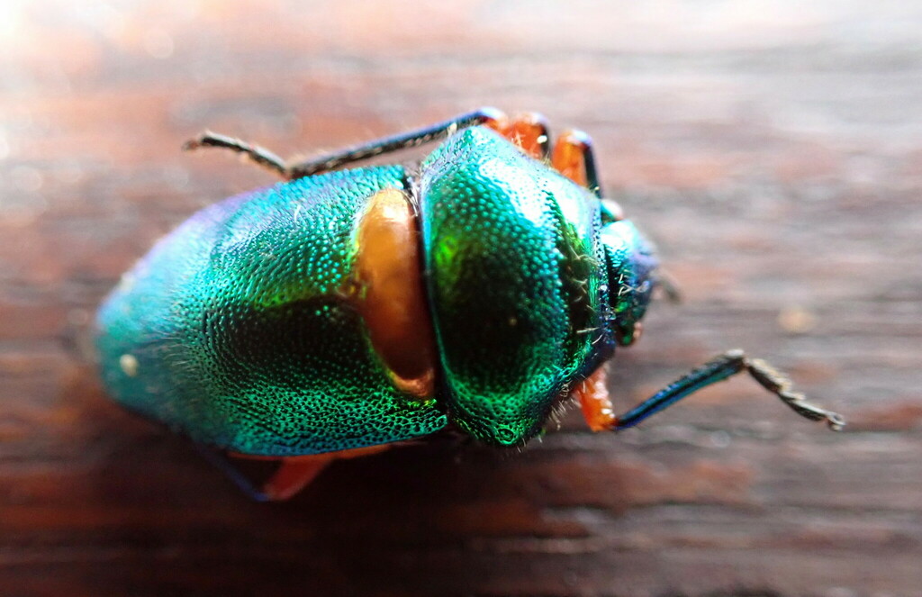 Green Jewel Bug from Cairns QLD, Australia on February 03, 2022 at 04