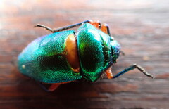 Lampromicra senator